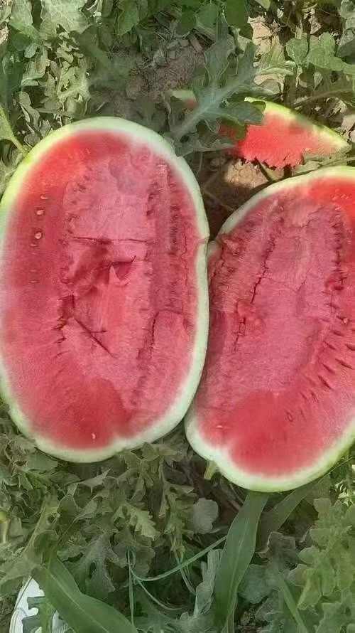 中卫石头缝蹦出来的硒砂瓜中卫乡山硒砂瓜