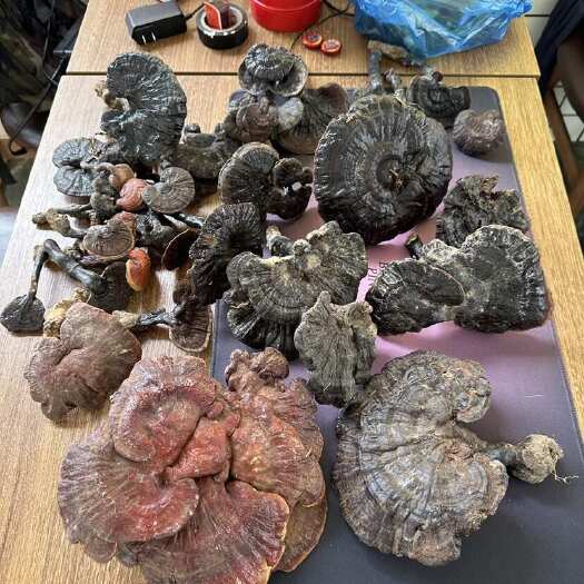 罗城县广西正宗黑灵芝 赤灵芝