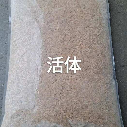 东台市五谷虫