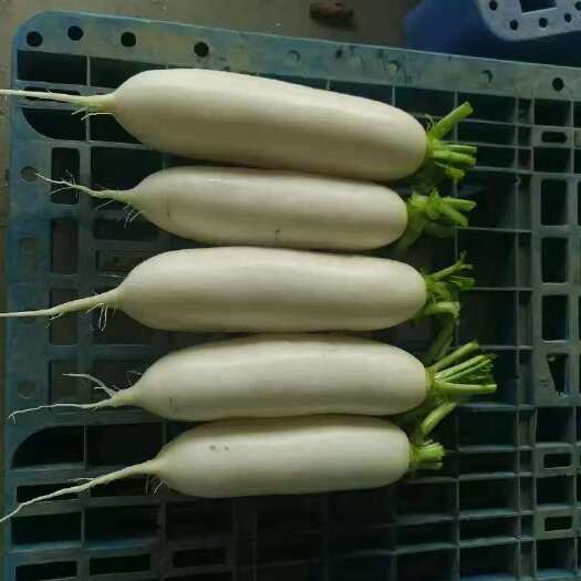 高山白萝卜大量上市，有需要的可以来订购啦