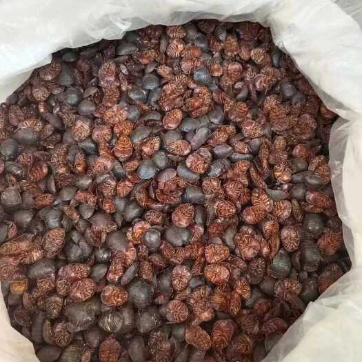 宜阳县中华土元鲜活虫类禽畜肉蛋养殖供应