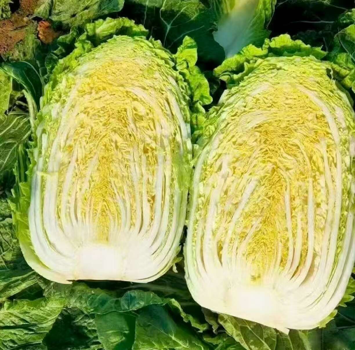 沽源县玲珑黄白菜