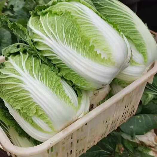 长阳县高山黄心大白菜毛白菜大量有货。欢迎大家订购