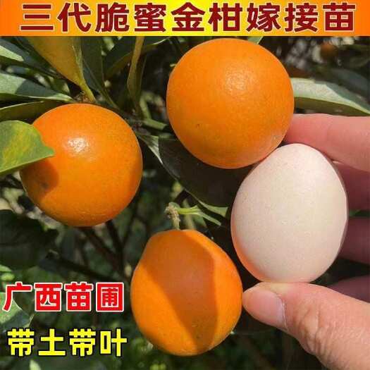 容县融安二代脆皮金桔三代脆蜜金柑嫁接苗广西发货带土带叶金桔水果苗