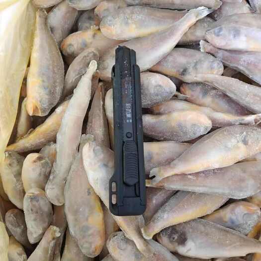 北海小黄鱼  黄花鱼经济海鱼长期供应