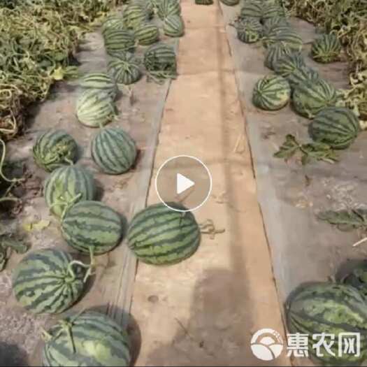合水县甘肃庆阳合水县，美都、麒麟西瓜，来电咨询