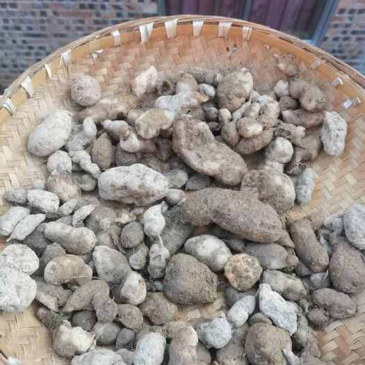 贞丰县贵州纯的三叶青果精品