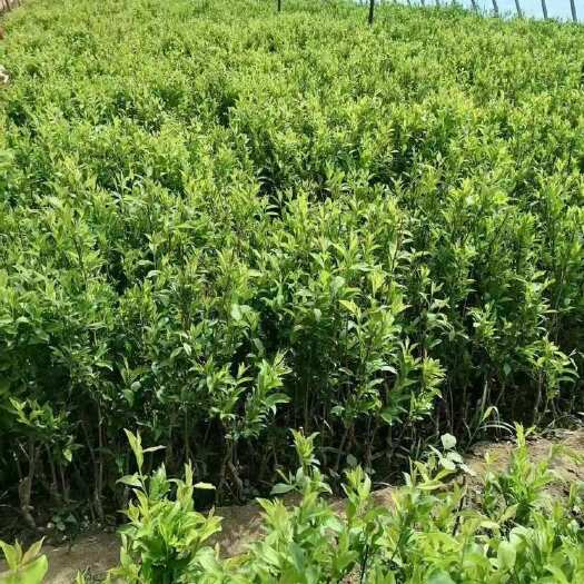 凌源市李子树苗，电商，园林绿化，