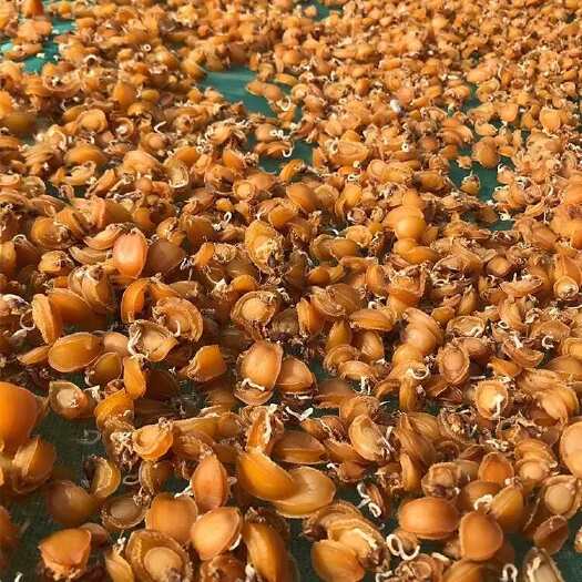 北海北海鲍鱼干工厂直销40头淡晒