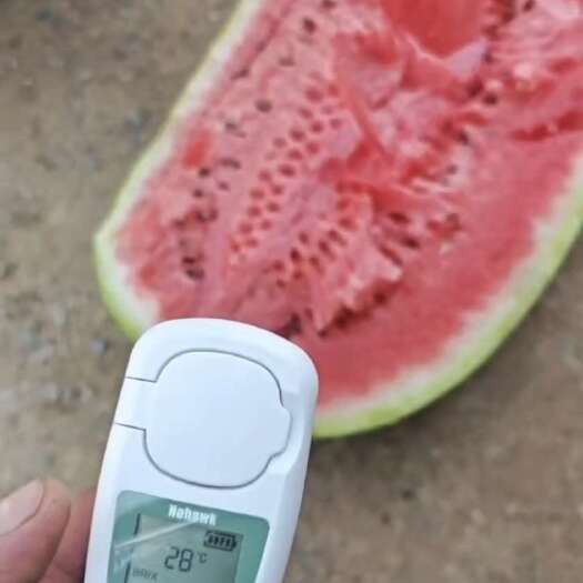 中宁县宁夏中宁硒砂瓜 有籽西瓜产地直销 新鲜水果