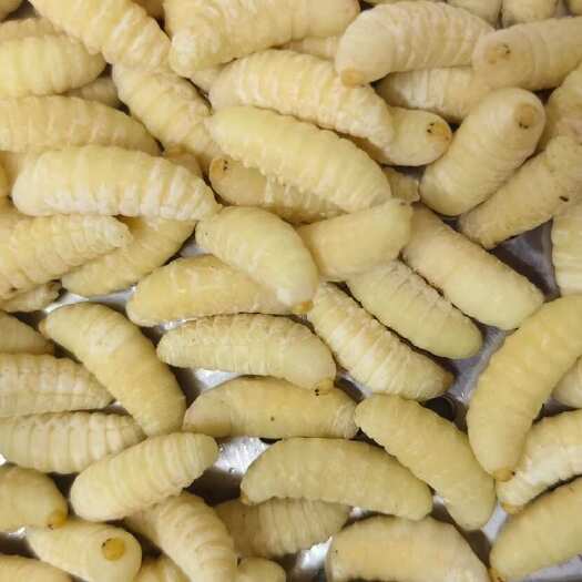 乐昌市纯虎头蜂、活冻蛹