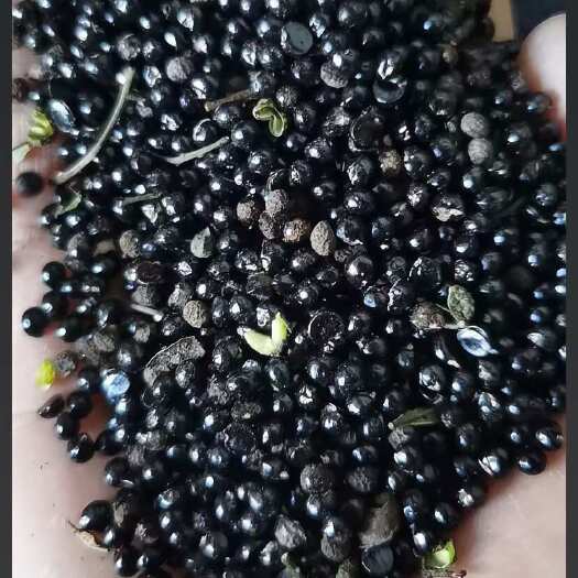 重庆市花椒籽产地直销  品质保证