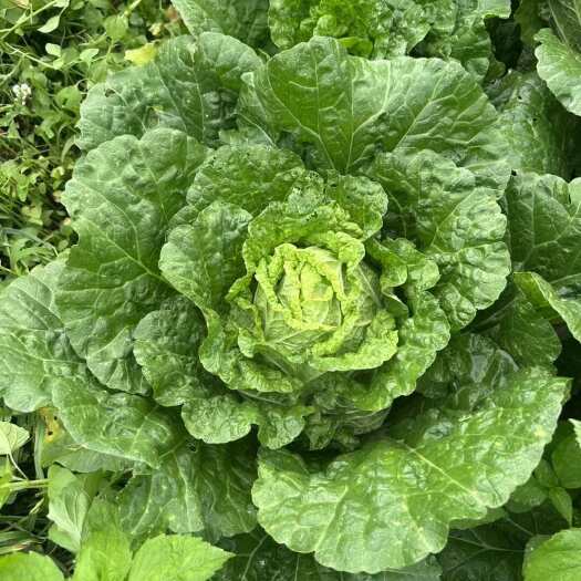 威宁县贵州黄心大白菜