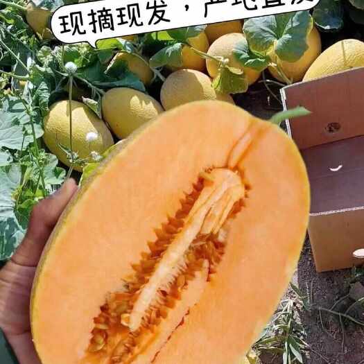 哈密新疆哈密瓜西州蜜新鲜水果直供食品经营认证