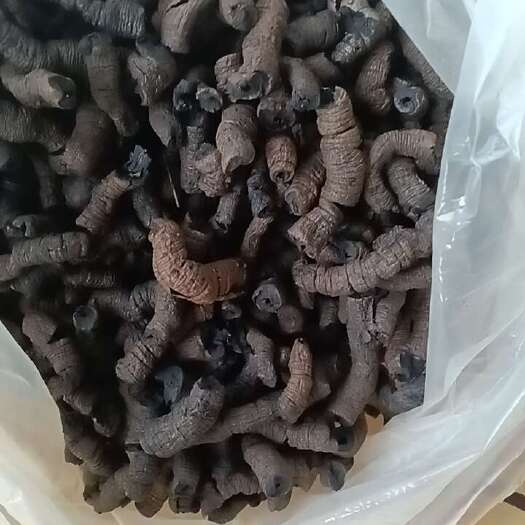 德庆县蒸制巴戟天，德庆巴戟天