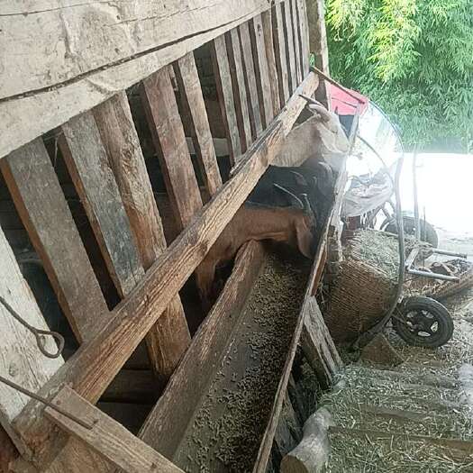 遵义贵州遵义本地山羊