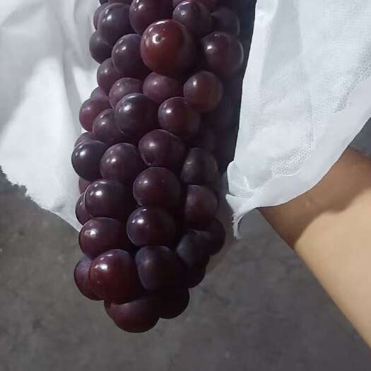 常州葡萄