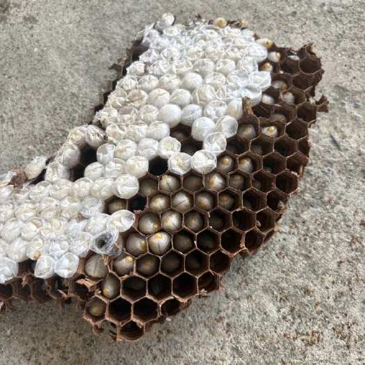 乐昌市地蜂蛹