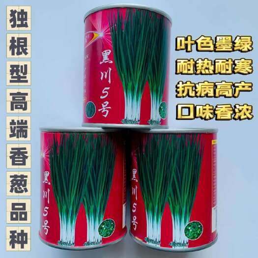 沭阳县黑川5号小香葱种子叶色墨绿耐热耐寒硬度好直立抗病丰产香葱种子