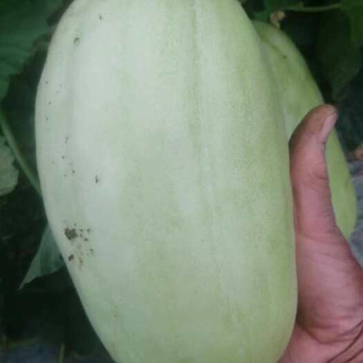 慈溪市白皮菜瓜自家种植