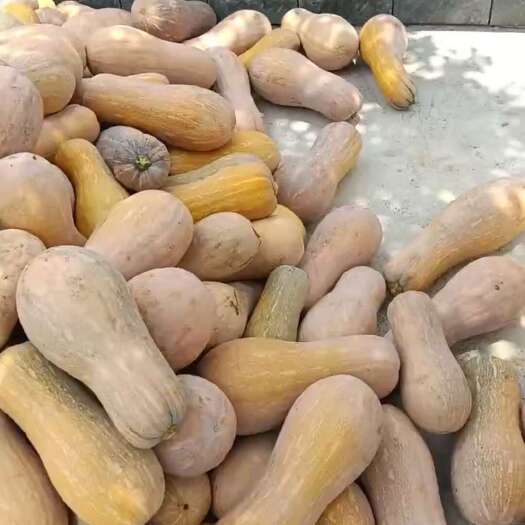 荆门养殖南瓜