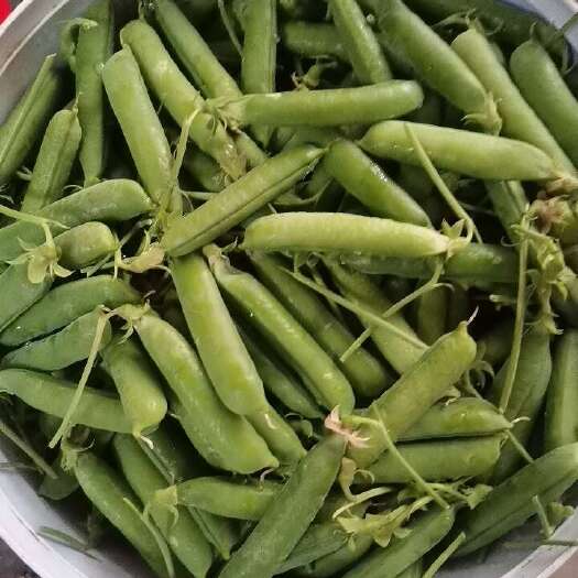 永登县长寿仁豌豆荚货源地直发
