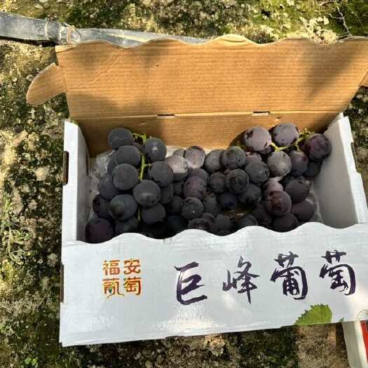 福安市福安葡萄小礼盒电商果