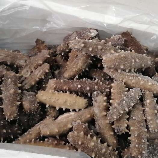 烟台即食海参  自产自销