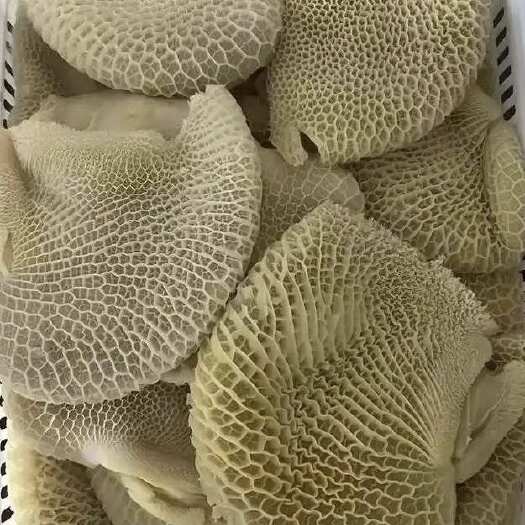 成都批发冷冻白水金钱肚蜂窝半成品火锅卤菜烧烤等商用，一件代发