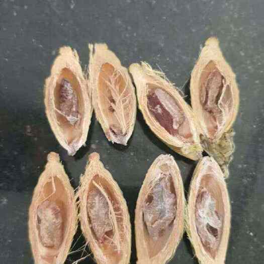印尼，越南槟榔