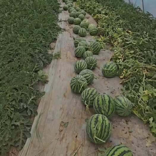 中宁县8424西瓜