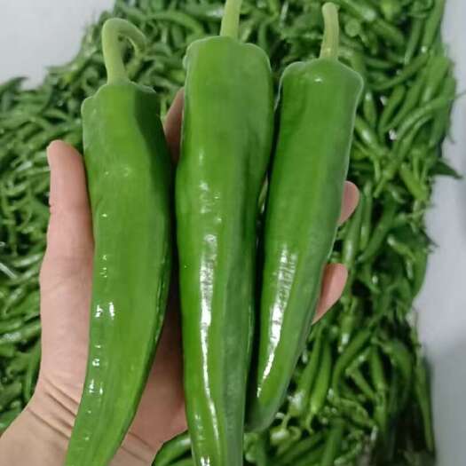 镇宁县贵州精品牛角椒新苗大量上市中，每天可走挂车，有兴趣的朋友联系