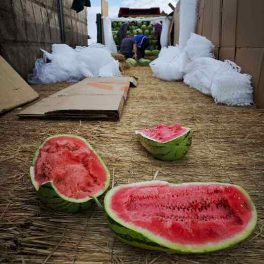 中宁县宁夏中宁硒砂瓜 有籽西瓜 新鲜水果 直供产地