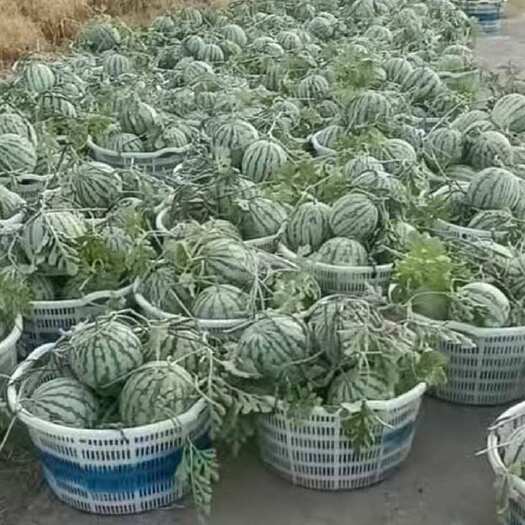 美都西瓜