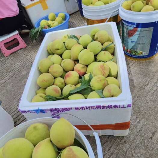 寻乌县鹰嘴桃