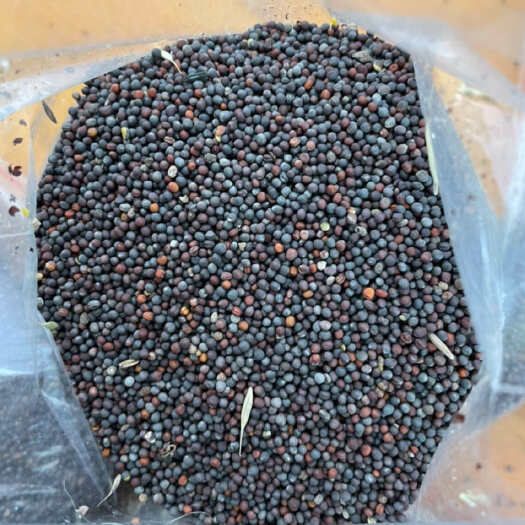 杭州2025年油菜籽