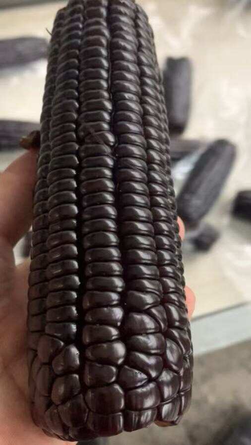 2025头茬新货黑糯玉米 粘玉米