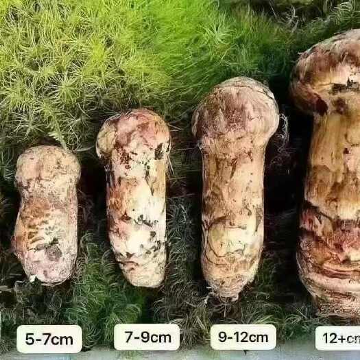 维西县松茸
