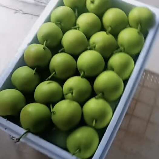 富源县云南丁香梨