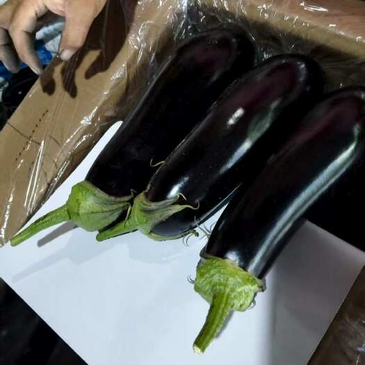 围场县长茄子765  117