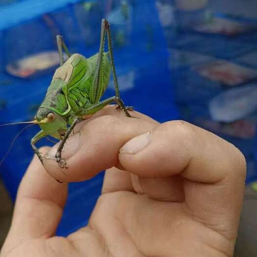 海阳市纯绿蝈蝈