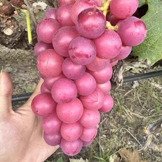 巨峰葡萄