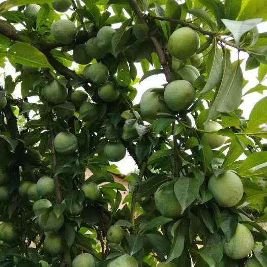 浏阳市奈李甜脆多汁