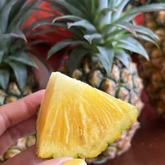 惠东县又到了可以炫金钻凤梨的季节了贼甜‼️自家种需要可拍