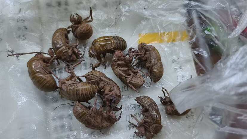 隆昌市￼ 【蝉蜕】产地四川自产自销实物拍摄规格齐全大货供应量大优惠