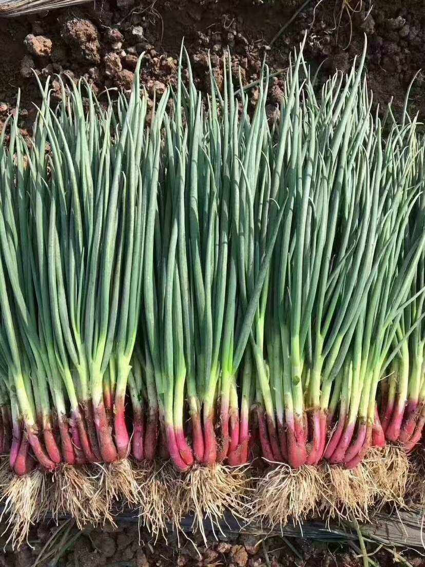 代办云南红葱产地直销一条龙为你整车按需供应，质量保证正品