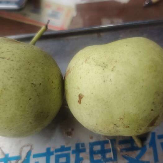 阳谷县梨，绿宝石梨，早熟秋月梨