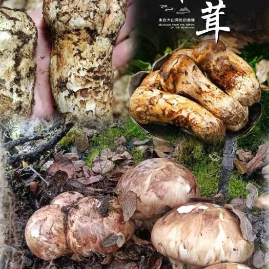 林芝西藏林芝松茸