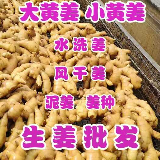 莒县小黄姜【电商】【团购 】【超市 】【零售商】 全国发货