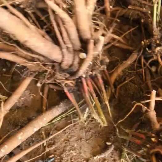 亳州亳州本地白芍芽，投资少回报高四年生前两年可套中菊花，小辣椒